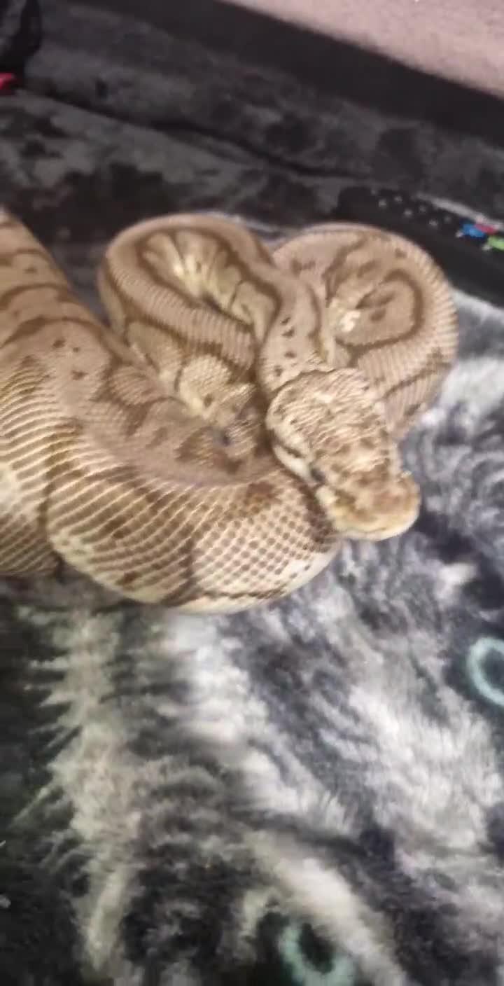 Python Snake reptiles for sale: Sider pastel royal  - Video 1
