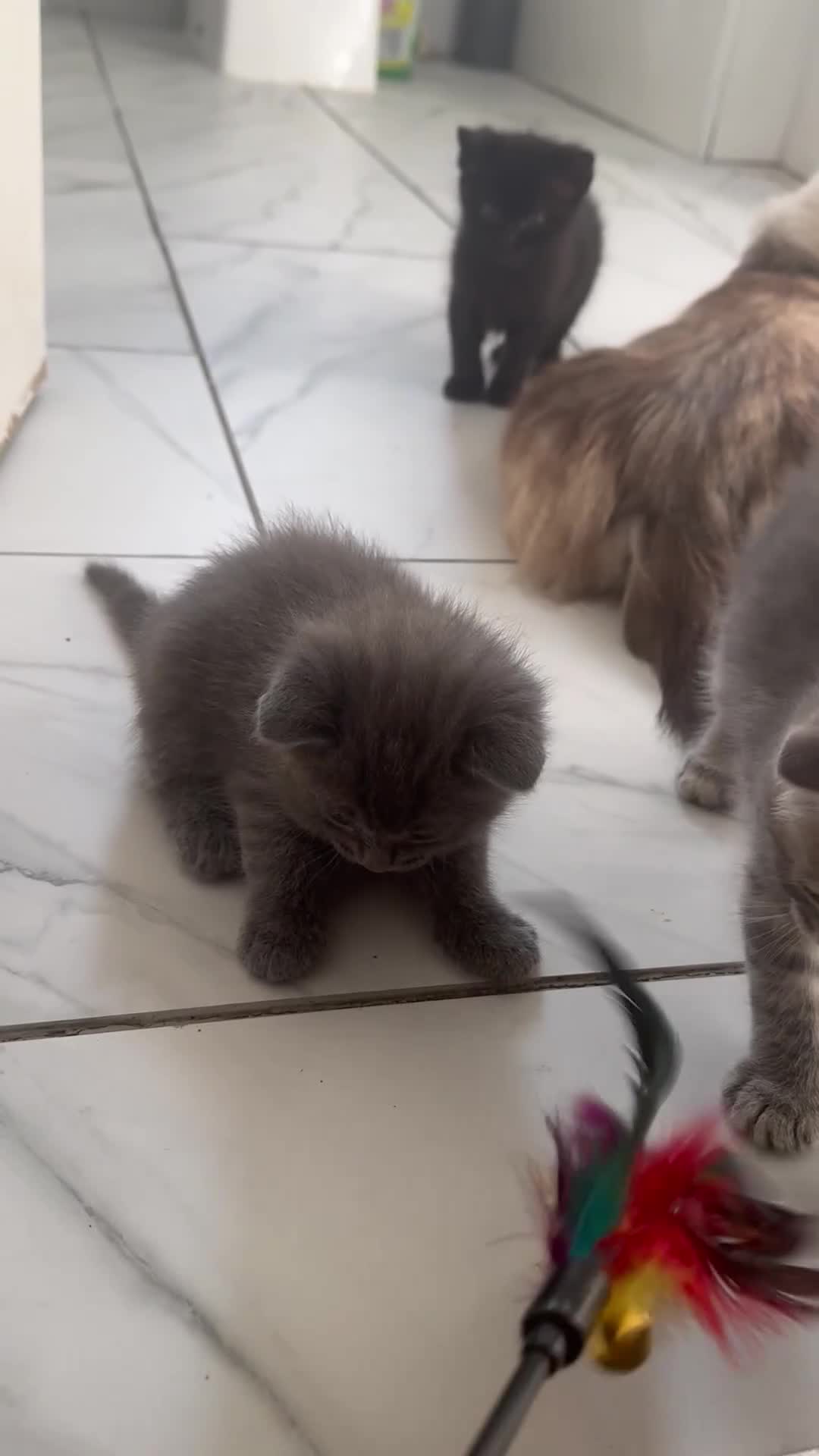 Ragdoll cats for sale: Mix Ragdoll and domestic kittens  - Video 3