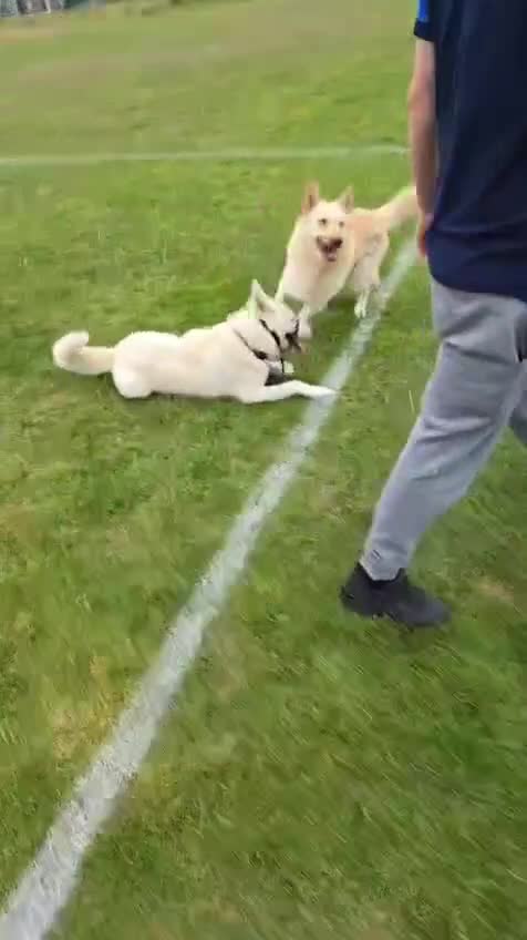 Mixed Breed dogs for sale: Northern Inuit x German shepherd puppies for sale  - Video 1