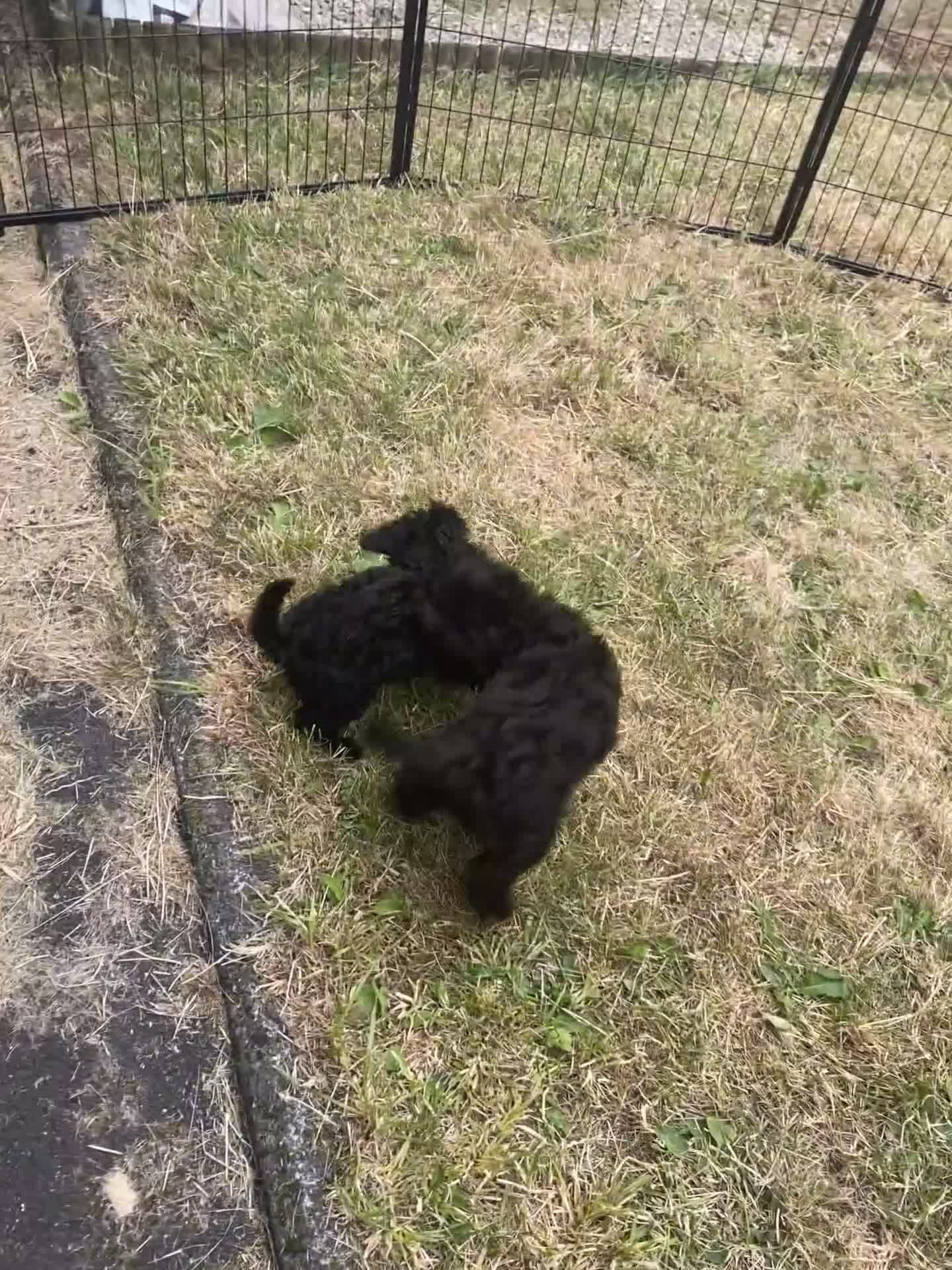 Cockapoo dogs for sale: Ready Now f1b Black & Brown Cockapoo Puppies! 🐾 in Scarborough - Video 2