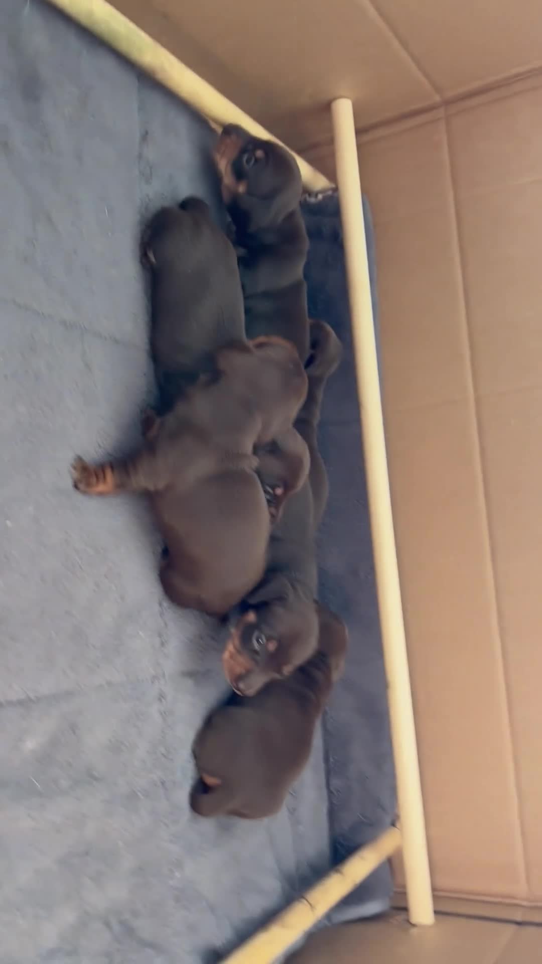 Miniature Dachshund dogs for sale: KC registered Miniature Dachshund  in Gloucester - Video 1