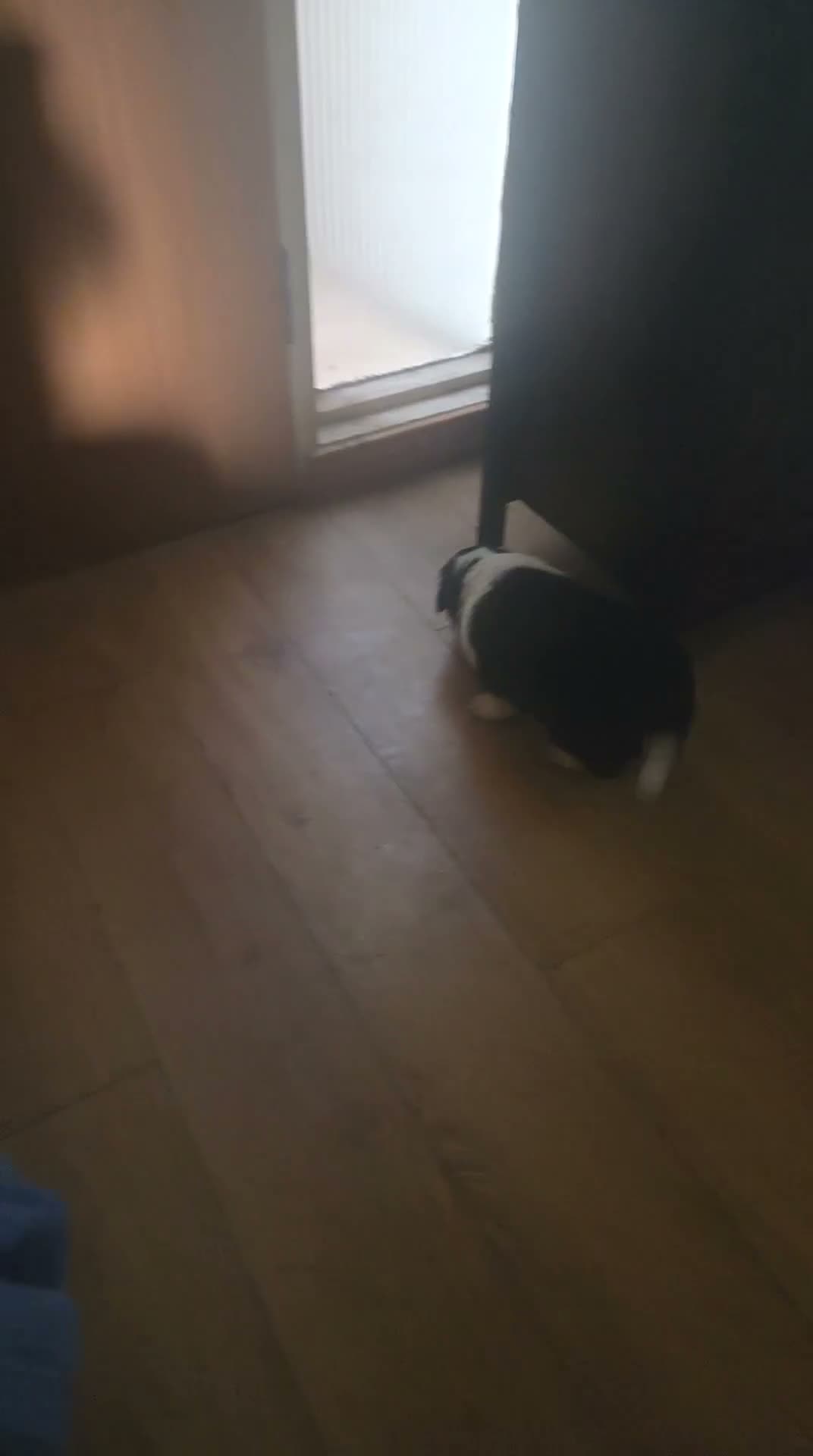 Border Collie dogs for sale: Border collie  - Video 2