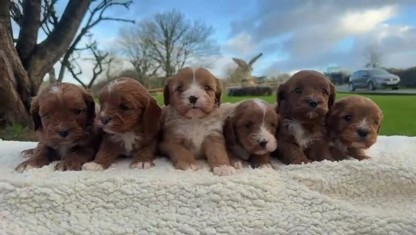 Cavapoo dogs for sale: Cavapoo Puppies - Video 3