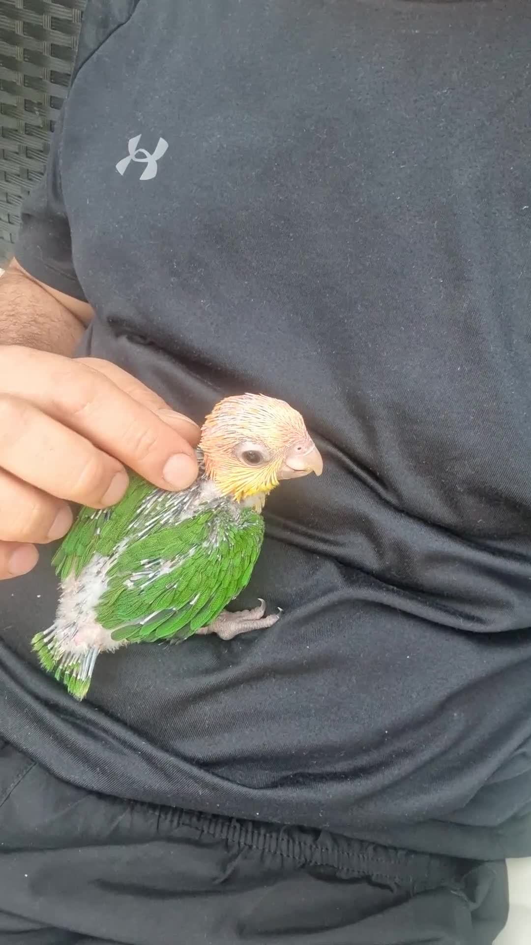 Parrots birds for sale: Hand reared baby caique parrot  - Video 3