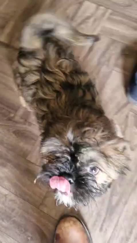 Mixed Breed dogs for sale: Male pugzu  - Video 1