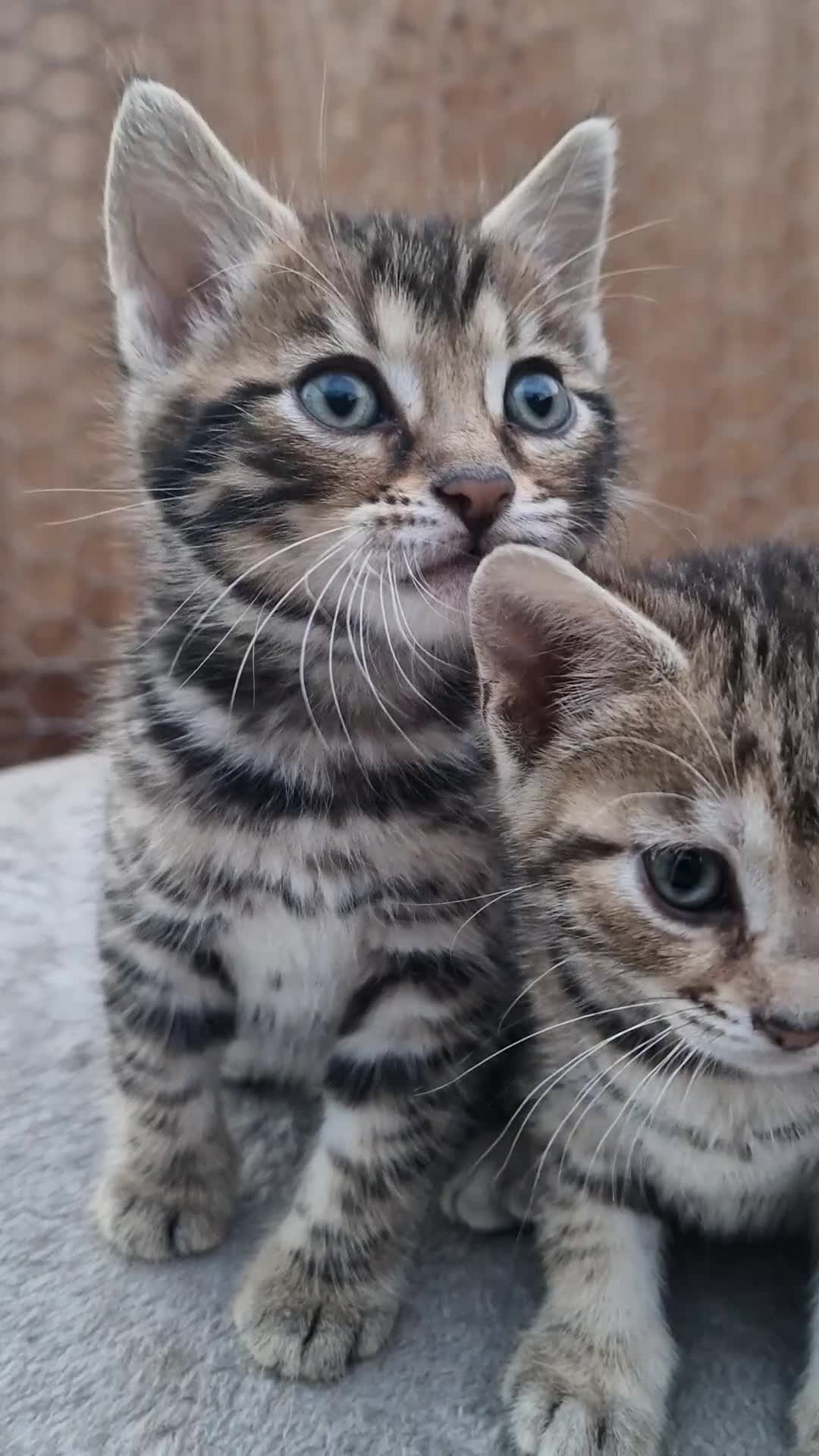 Bengal cats for sale: Bengal cat kitten in Birmingham - Video 1