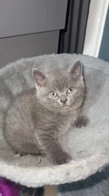 British Shorthair cats for sale: British short hair kittens in Leeds - Video 4