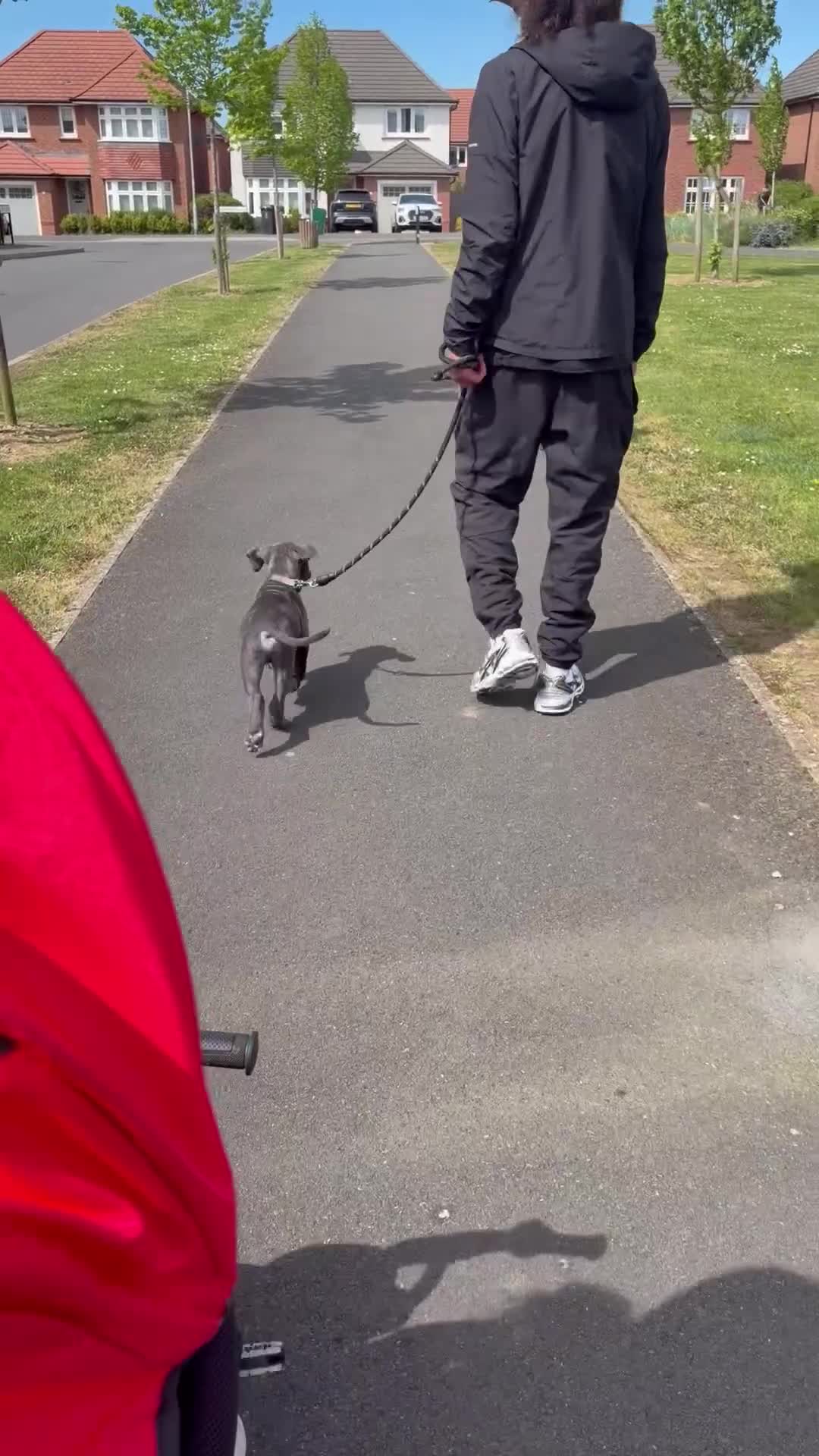 Cane Corso dogs for sale: Cane Corso male  in Swindon - Video 1