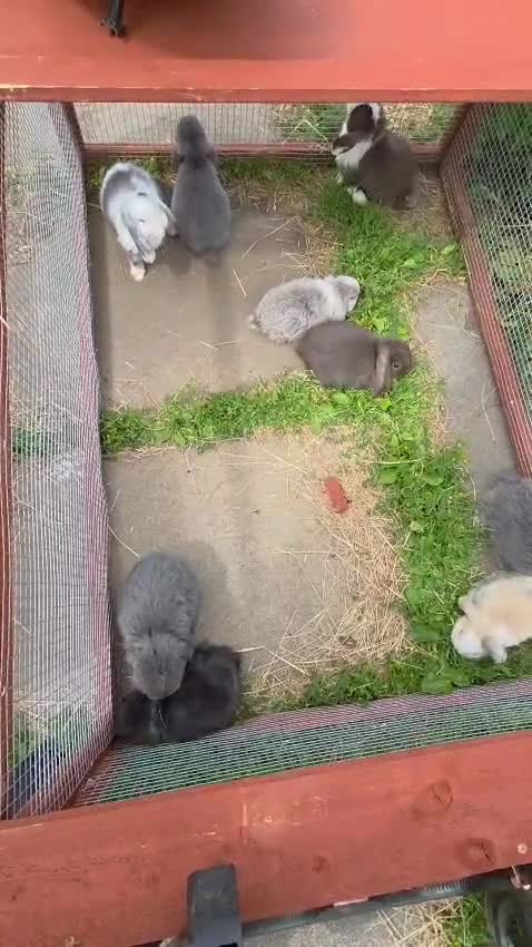 Mini Lop rabbits for sale: Lilac fox mini lop boy - Video 1