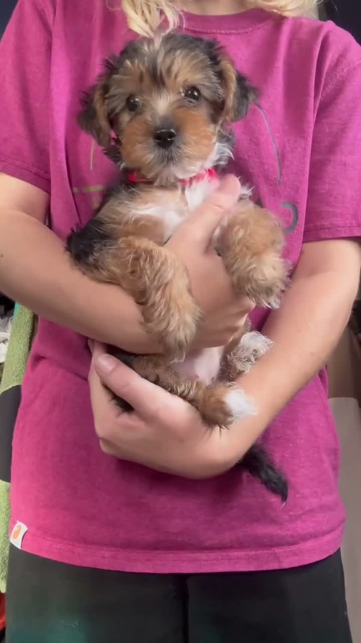 Yorkshire Terrier dogs for sale: Yorkshire Terrier Puppies 10 Weeks  - Video 3