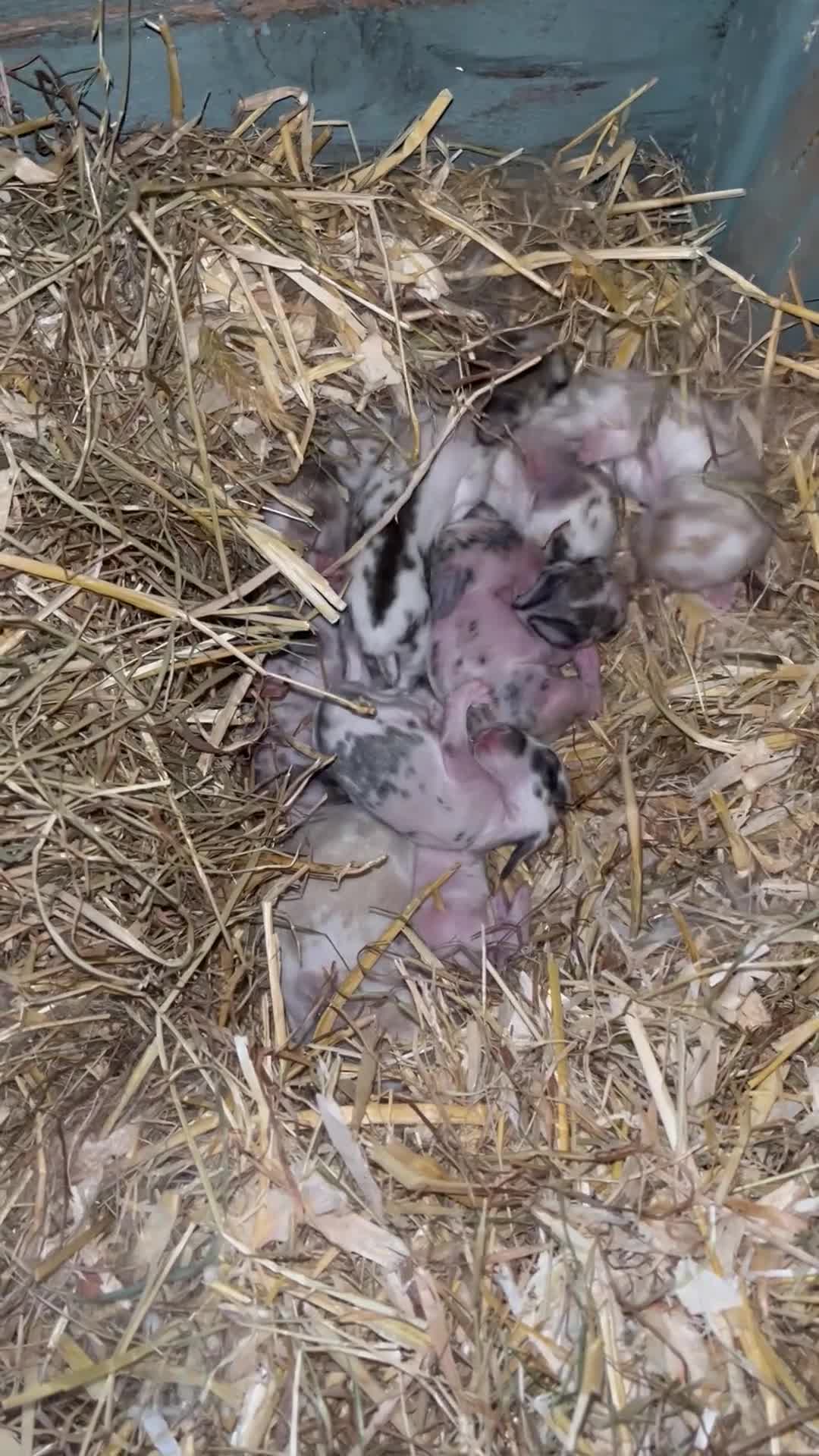 Mixed Breed rabbits for sale: Rabbits  in Gloucester - Video 2