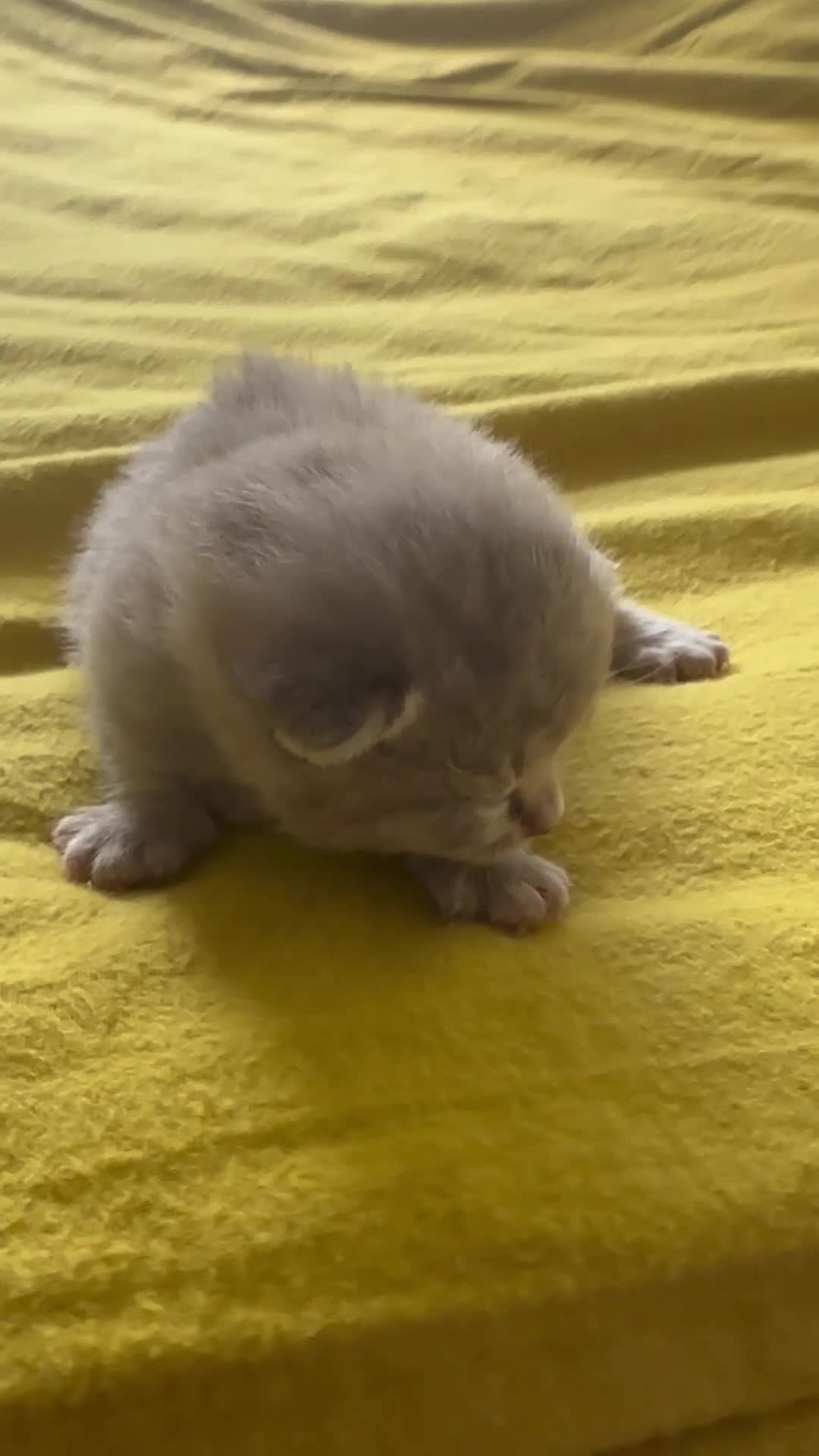 Maine Coon cats for sale: British shorthair x Maincoon.  - Video 1