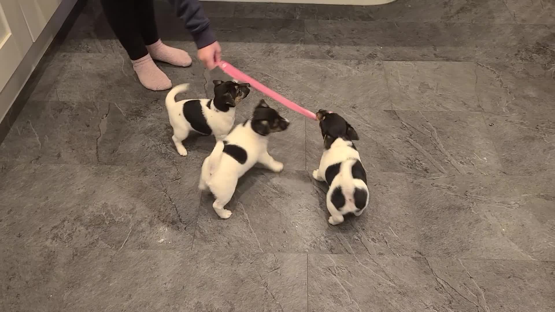 Jack Russell dogs for sale: Jack Russell Puppies - Video 1