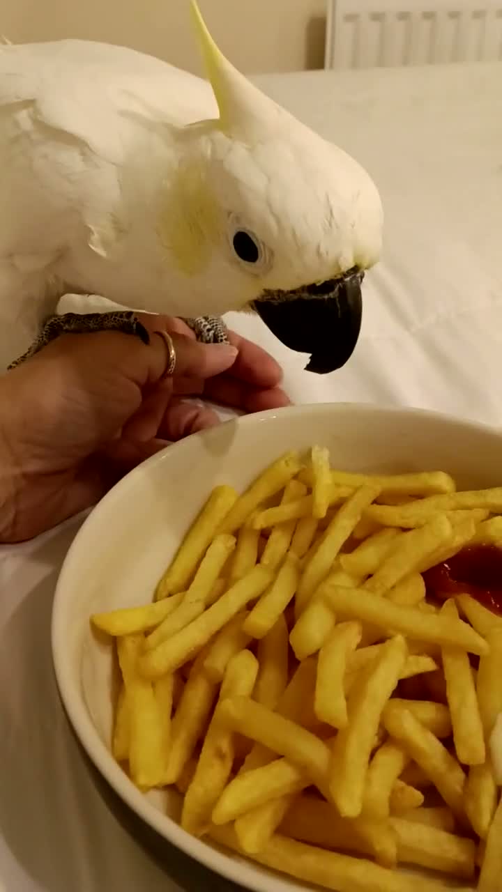 Cockatoo birds for sale: Male cockatoo  in Corby - Video 2