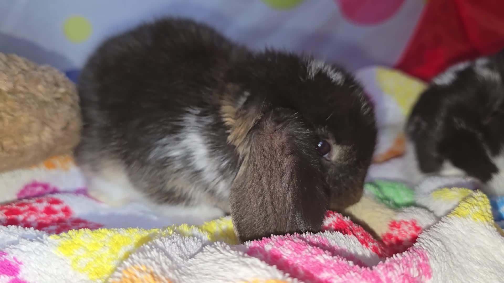 French Lop rabbits for sale: Tri coloured french lop - Video 2