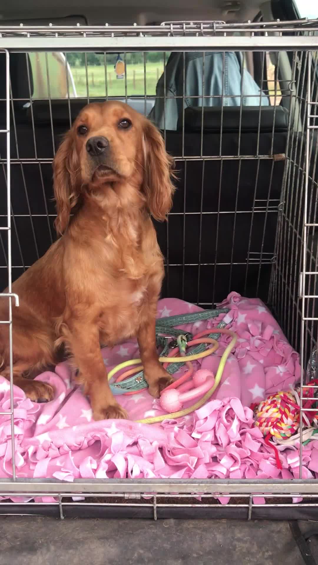 Cockapoo dogs for sale: Family raised Cockapoo babies  - Video 5