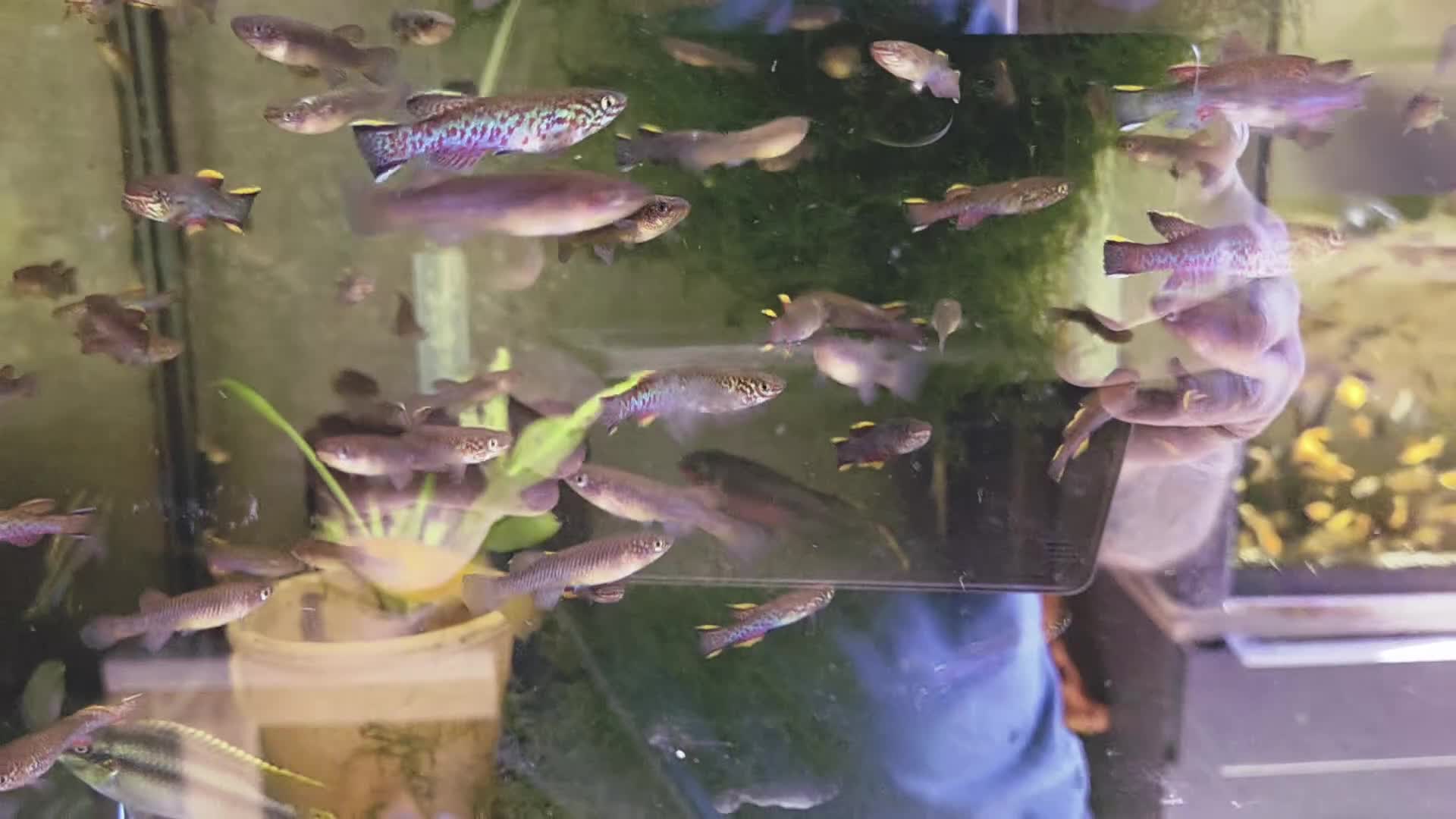 Killifish fish for sale: the fish that are in the photo Read the descriptio - Video 3