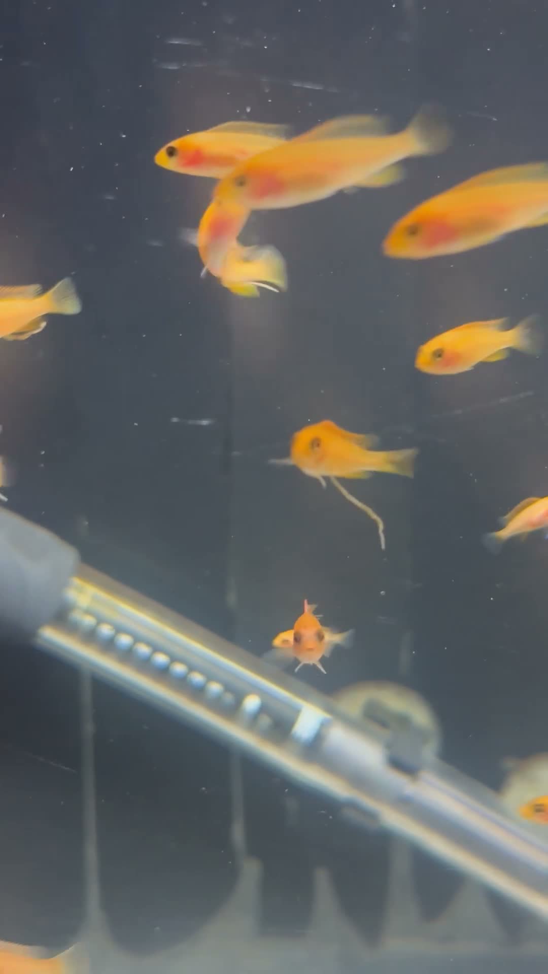 Cichlids fish for sale: African Cichlids & Tropical Fish - Bulk  - Video 3