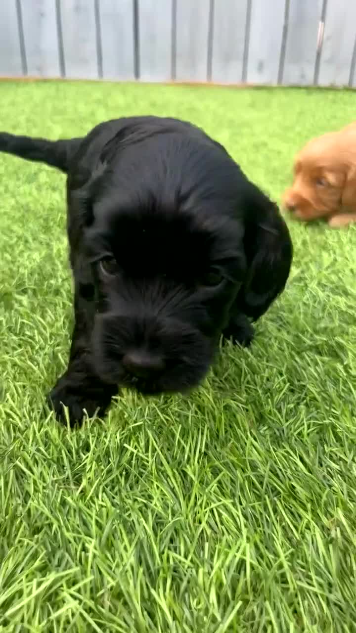 Cockapoo dogs for sale: Beautiful cockapoos - Video 2
