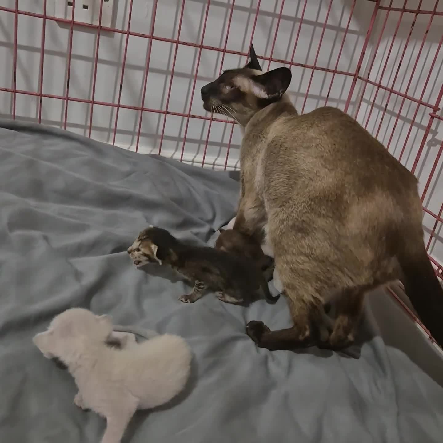 Oriental cats for sale: Oriental kittens  - Video 1