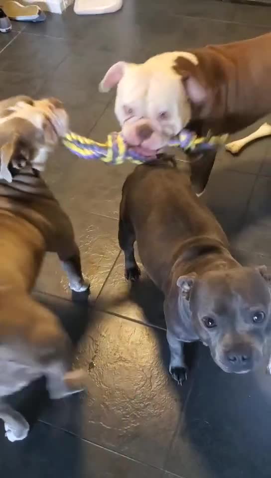 Olde English Bulldogge dogs for sale: Olde english bulldog - Video 1