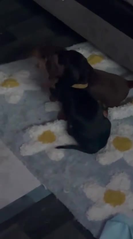 Miniature Dachshund dogs for sale: Miniature dachshund boy - Video 1