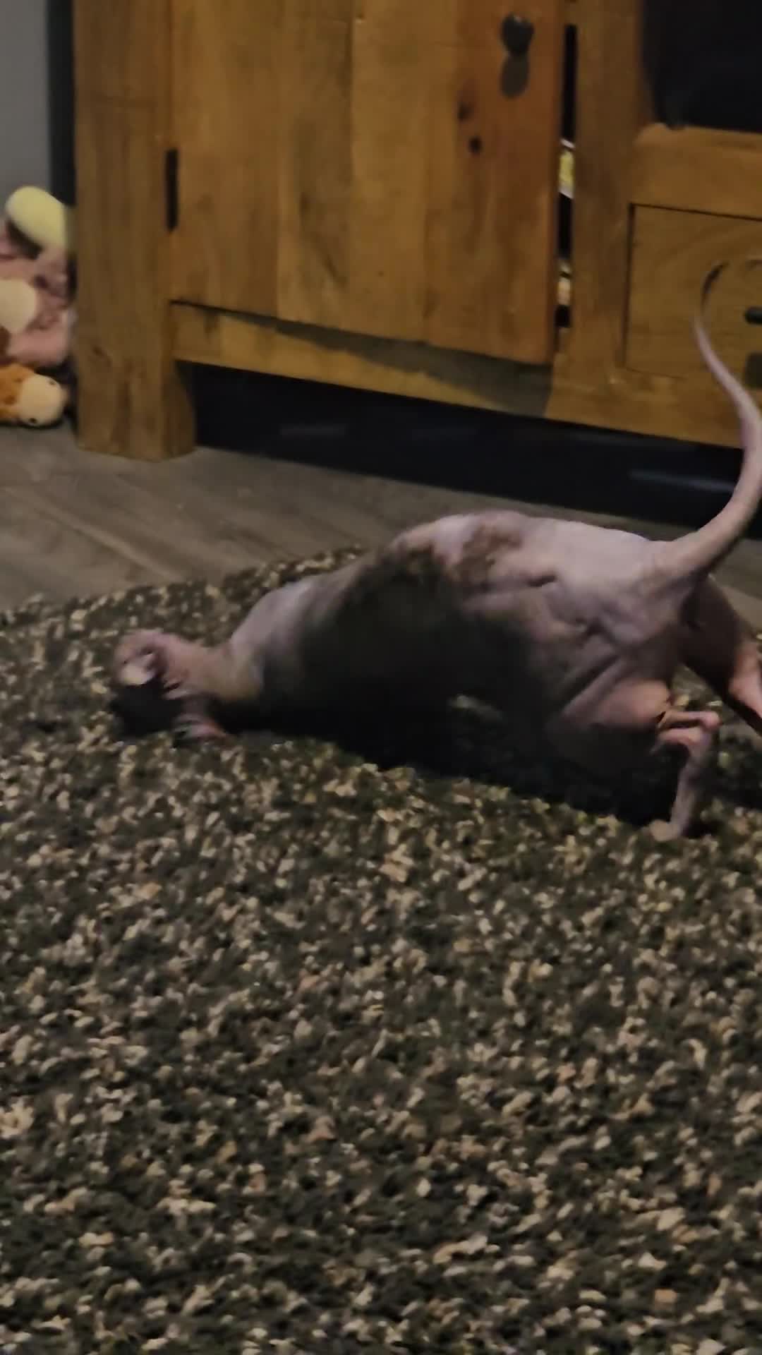 Sphynx cats for sale: SPHYN **   - Video 2