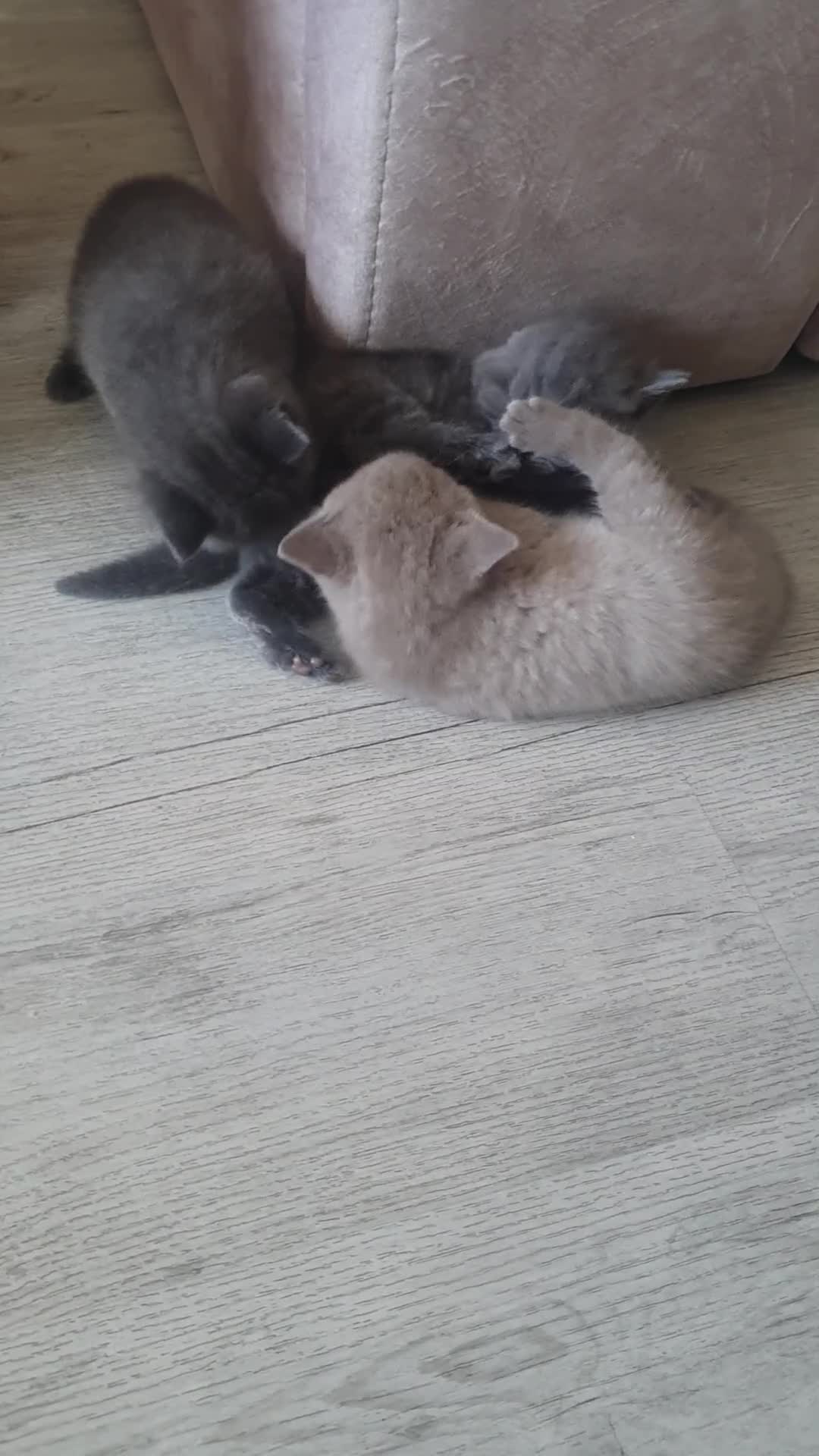 British Shorthair cats for sale: British shorthair  - Video 1
