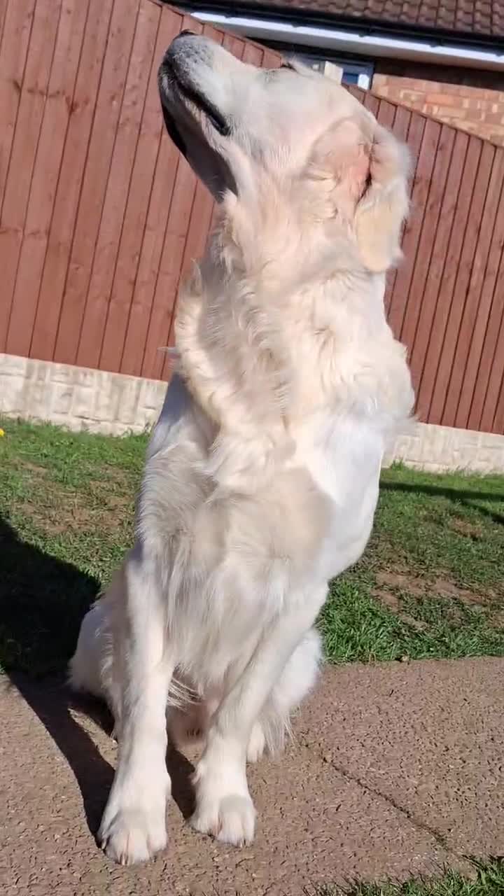 Golden Retriever dogs for stud: KC DNA tested Boy avialable for Stud - Video 1