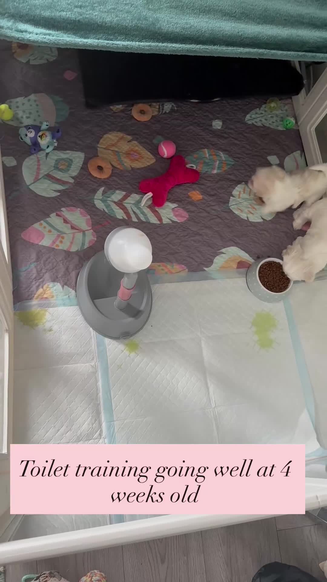 Maltese dogs for sale: Adorable KC Maltese puppies  - Video 1