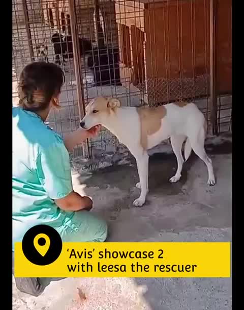 Mixed Breed dogs for adoption: Avis- 20 months - Available Devon area 🇬🇧🇬🇧 in Brixham - Video 3