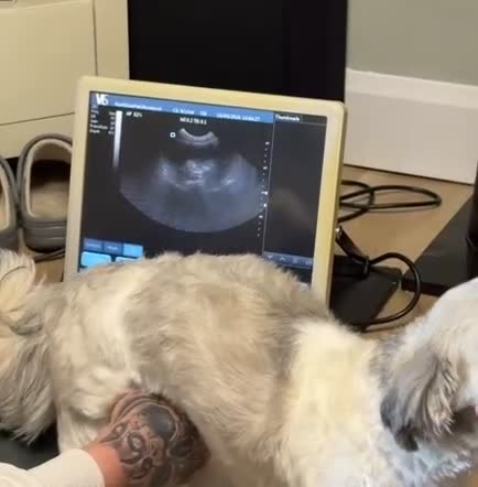 Lhasa Apso dogs for sale: RKC Lhasa Apso Puppies Due June 2026 - Video 1
