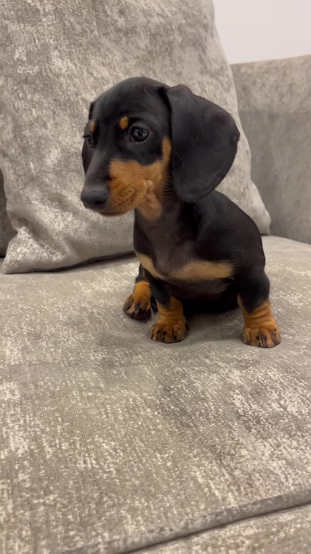 Miniature Dachshund dogs for sale: Beyond Exclusive Luxury Pink  - Video 1