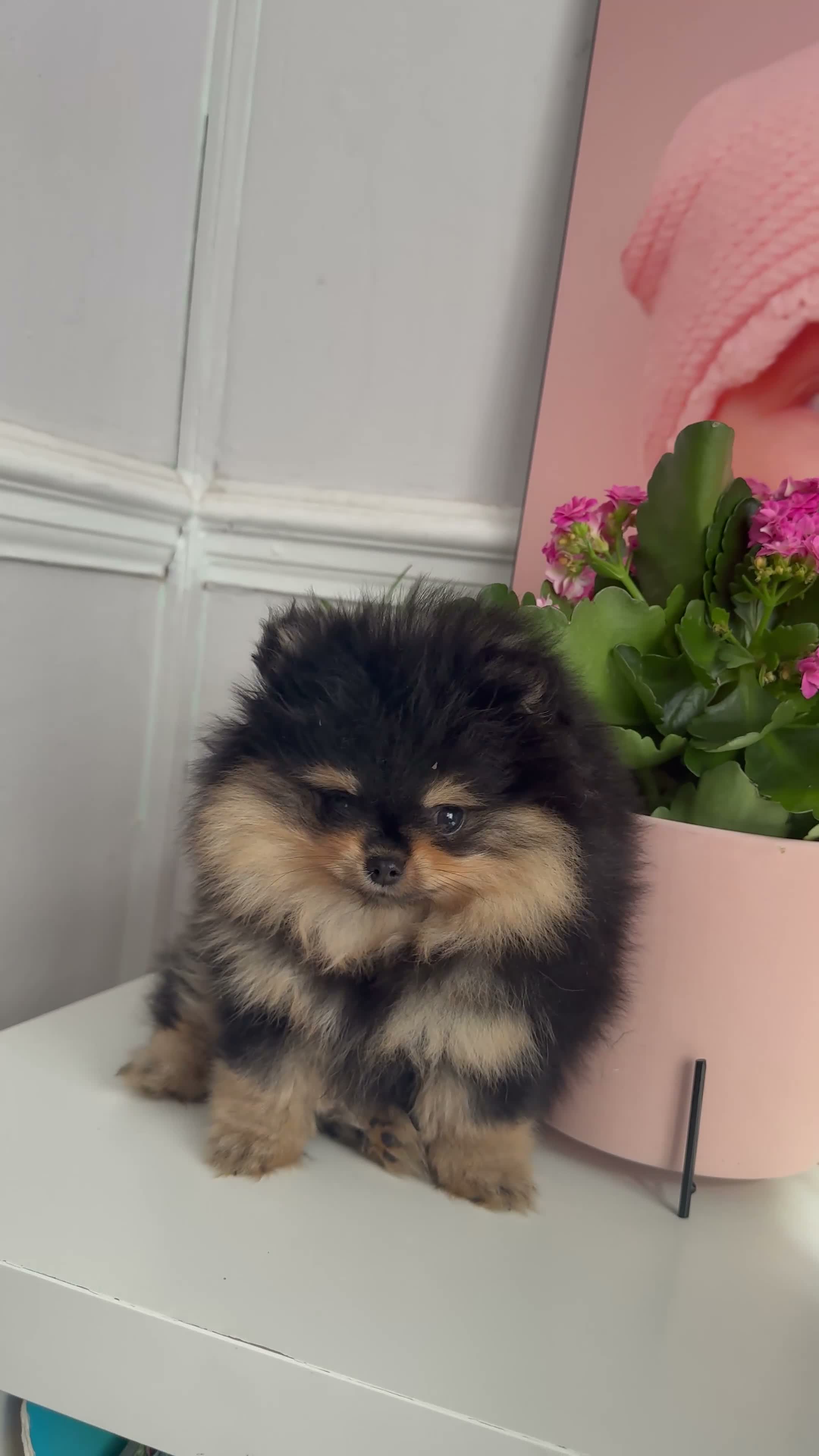 Pomeranian dogs for sale: ❤️ Exceptional KC Registered Pomeranian Puppies ❤️ - Video 1