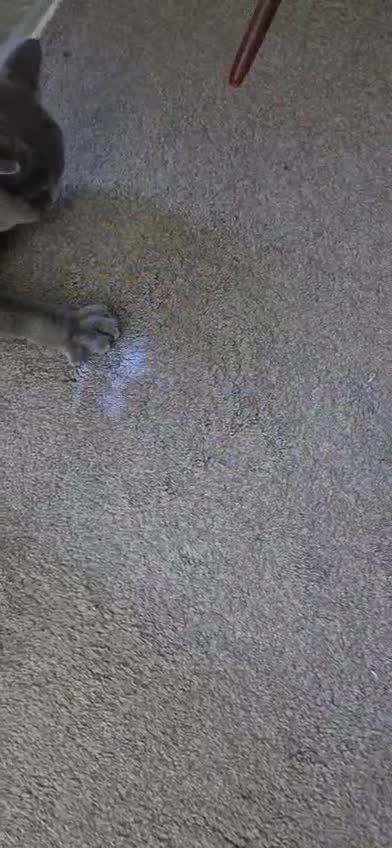 British Shorthair cats for sale: British Shorthair Female – Loving Home Wanted 🩶 - Video 2