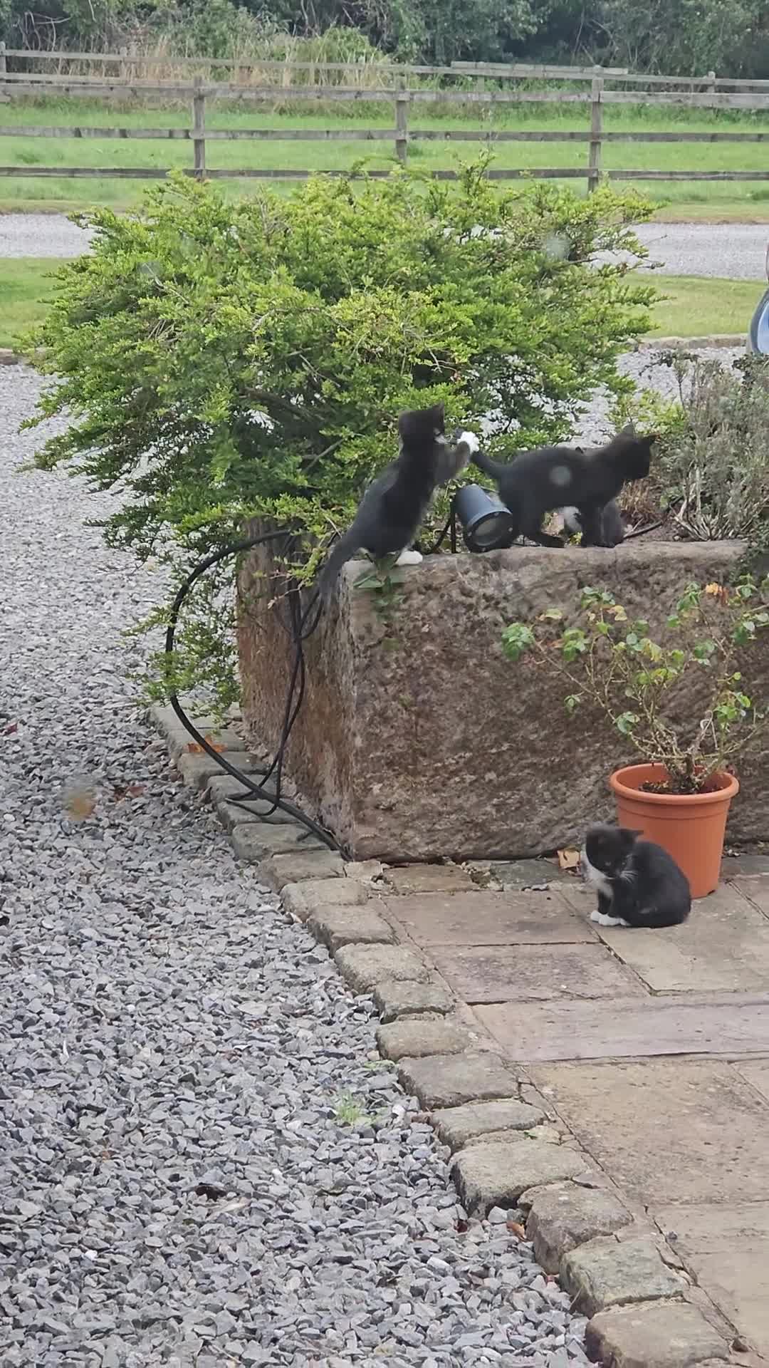 Mixed Breed cats for sale: Farm kittens looking for homes - Video 2