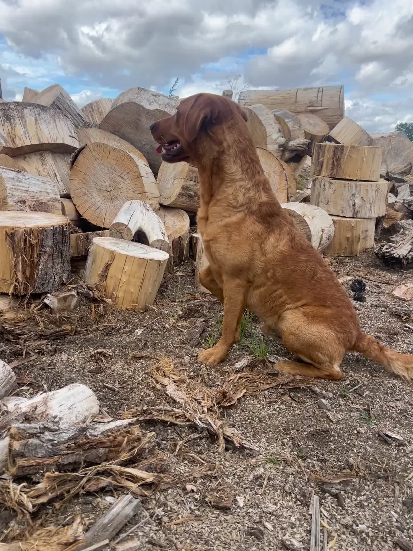 Labrador Retriever dogs for sale: KC Reg Labrador pups Working Traditional Chunky - Video 1