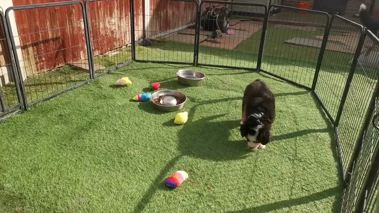 Mixed Breed dogs for sale: Beautiful Bordernese  - Video 2