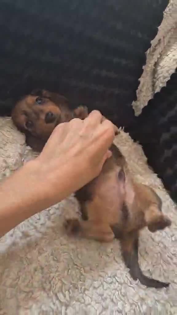 Dachshund dogs for sale: Kc dachshund puppies! - Video 1