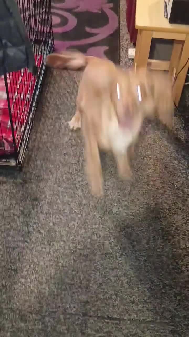 Cocker Spaniel dogs for sale: Beautiful male cocker spaniel  - Video 1