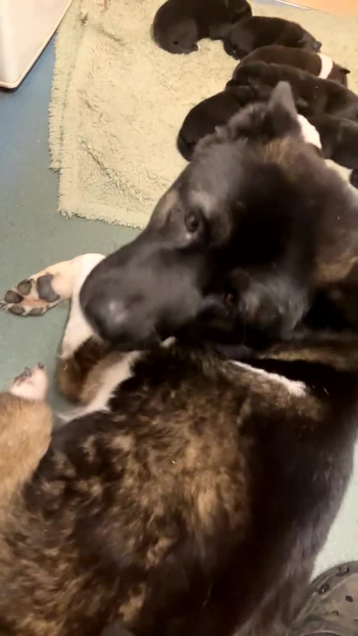 Mixed Breed dogs for sale: 6 beautiful babies for sale ready feb  - Video 1
