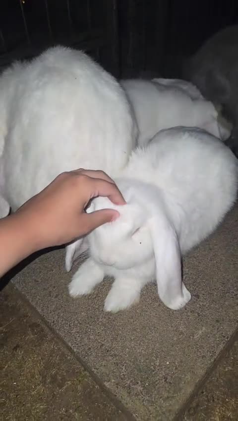 French Lop rabbits for sale: Baby Giant French Lop Rabbits For Sale 🐰 - Video 3