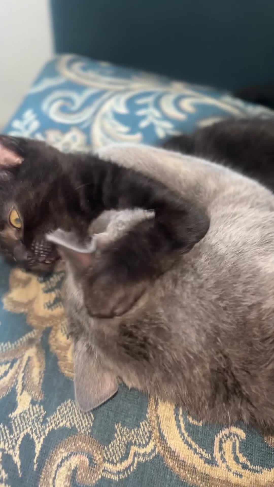 British Shorthair cats for sale: Male kitten ready to go - Video 2