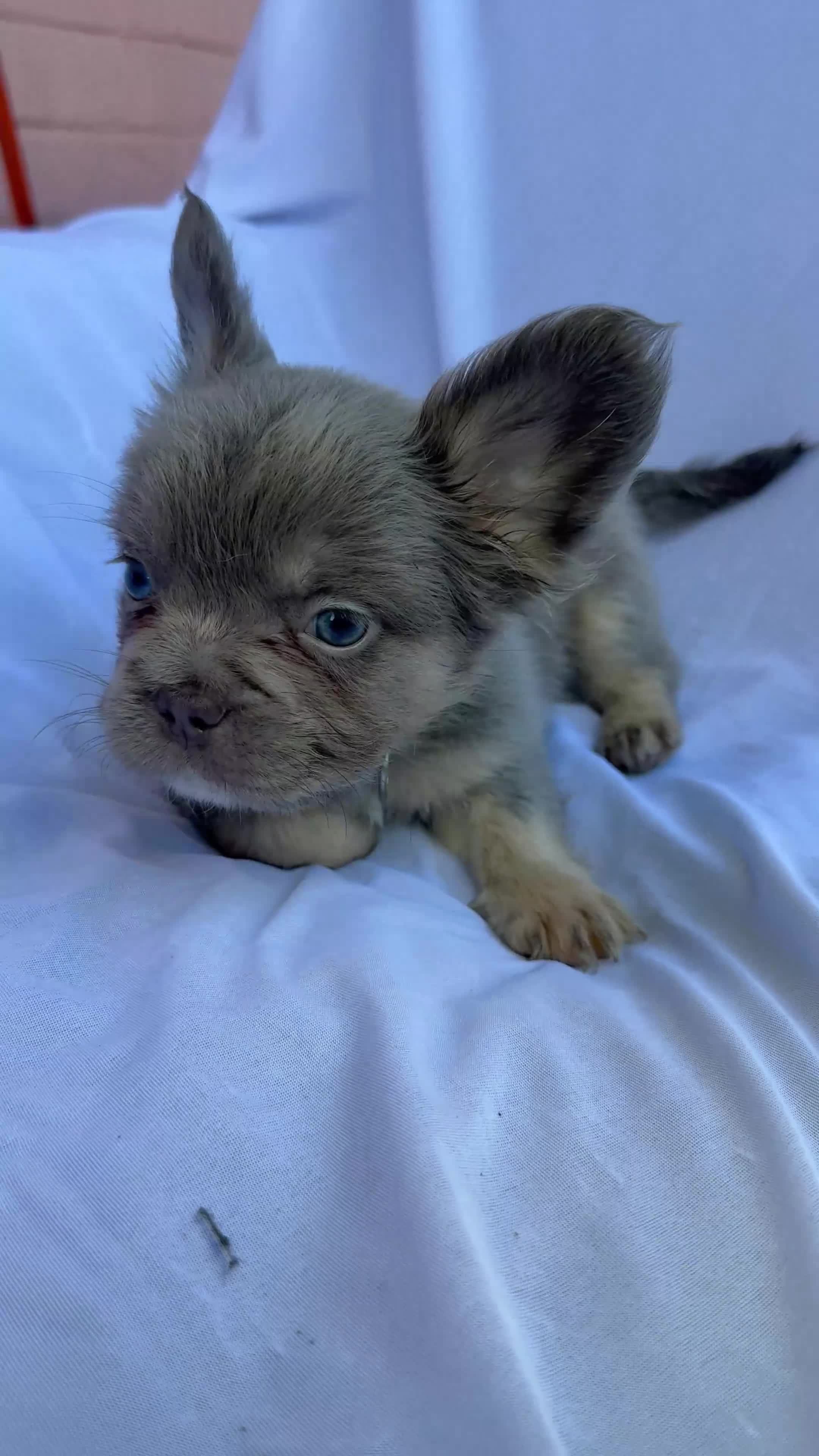 French Bulldog dogs for sale: FRENCH BULLDOGS (FLUFFY & SHORT HAIRED) - Video 3