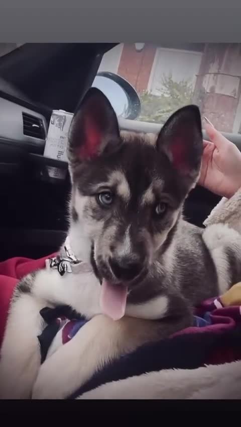 Siberian Husky dogs for sale: Siberian husky puppy  - Video 1