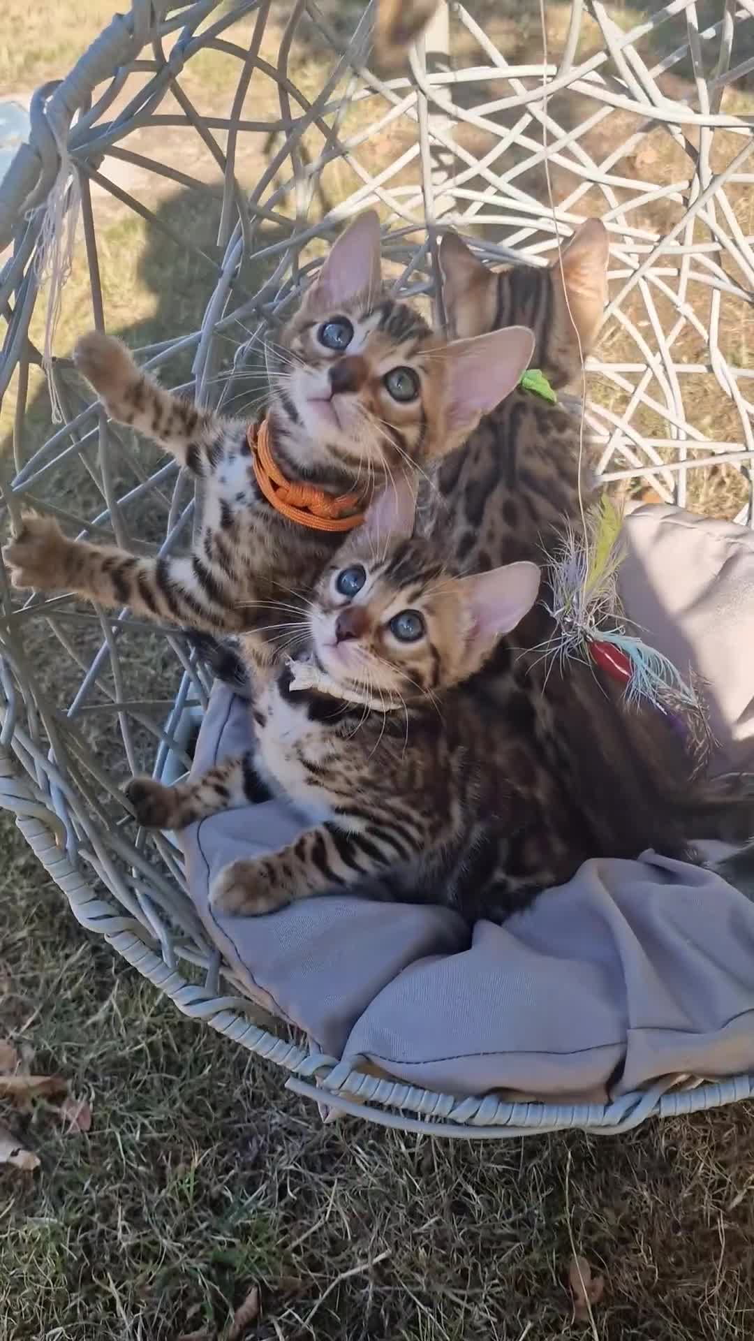 Bengal cats for sale: 3 Gorgeous Bengals kittens 😻😻❤️❤️❤️ - Video 5