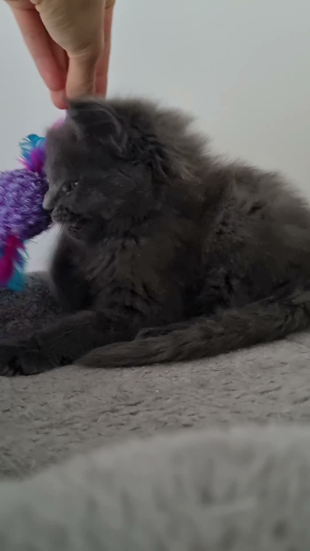 Maine Coon cats for sale: King size Purebred Maine Coon kittens  in Glasgow - Video 2