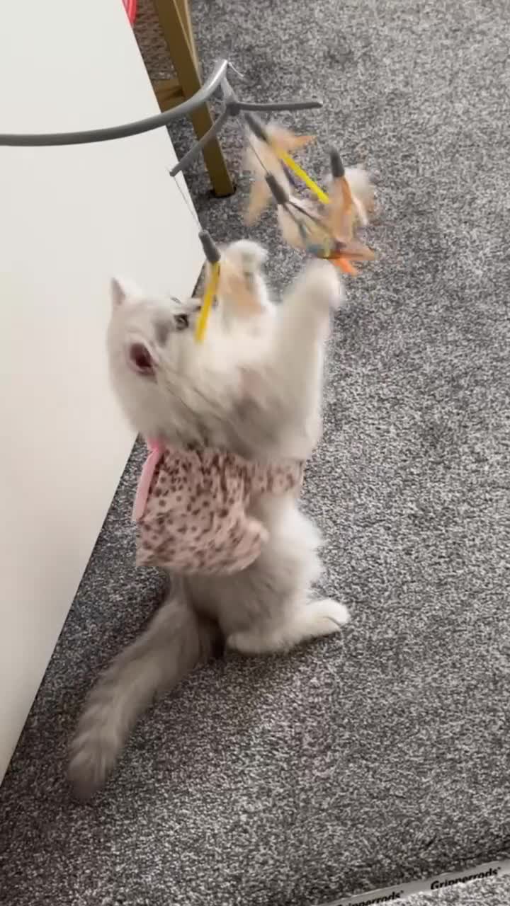Persian cats for sale: Princess LOLA 💞 - Video 1