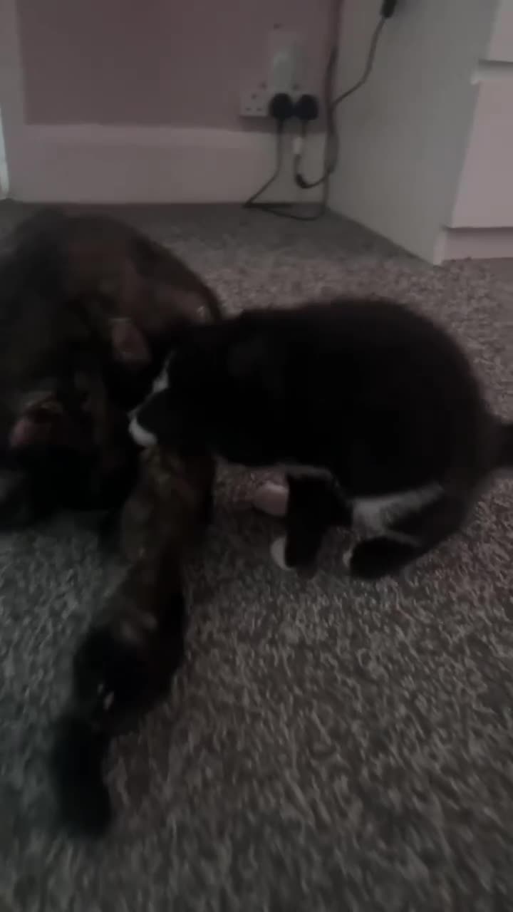Mixed Breed cats for sale: Little kitty  - Video 1