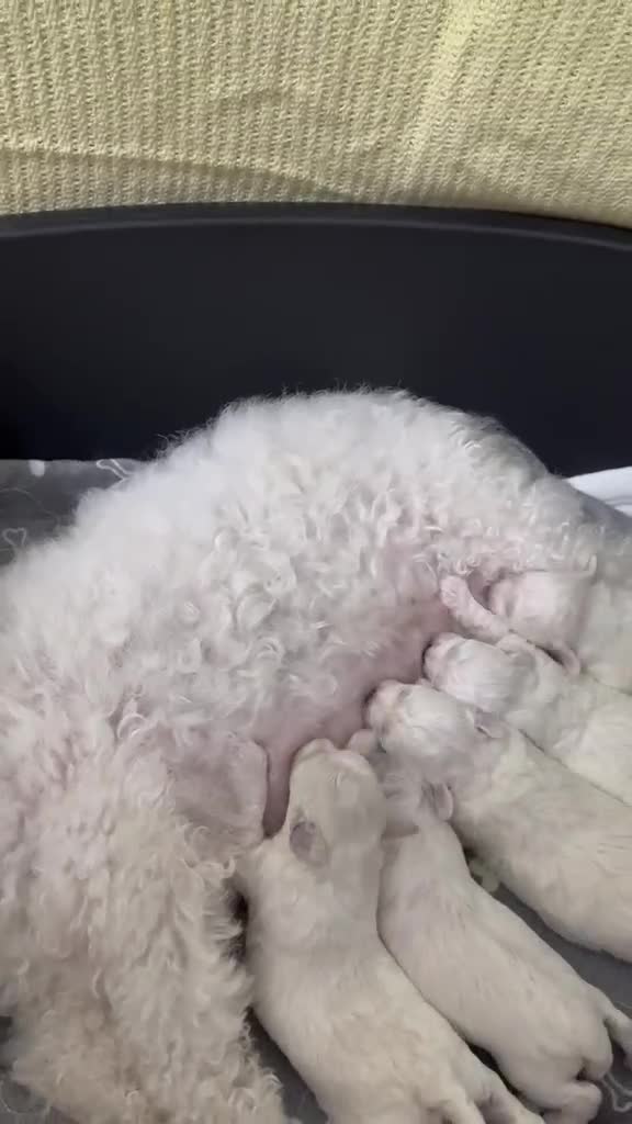 Bichon Frise dogs for sale: KC Bichon Frise Puppies  Champion Bloodlines in Manchester - Video 1